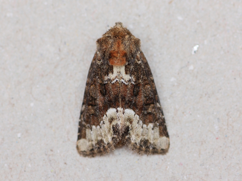 Aiuto ID Noctuidae